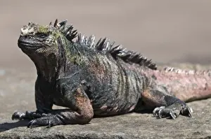 Santiago Island Prints: Marine iguana, Port Egas (James Bay) Isla Santiago (Santiago Island), Galapagos Islands