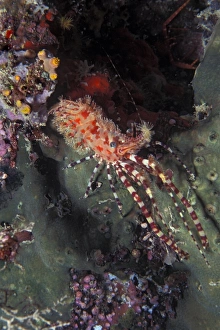 Under Water Prints: Marine life