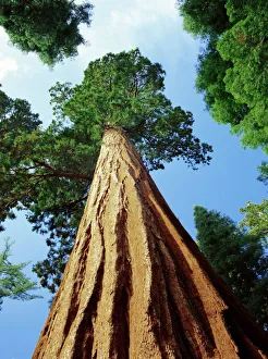 Images Dated 28th August 2008: Mariposa Grove of Giant Sequoia Trees