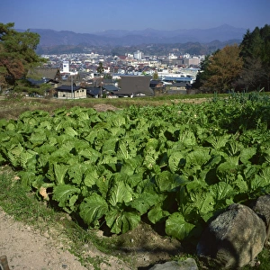 Vegetables Prints: Market garden cabbages, Takayama, Honshu, Japan, Asia
