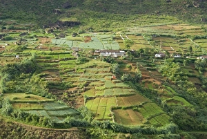 Rice Fields Prints: Market gardening, Nuwara Eliya, Hill Country, Sri Lanka, Asia