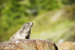 Marmot Prints: Marmot (Marmota marmota), Zermatt, Valais, Swiss Alps, Switzerland, Europe