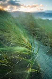 Windy Prints: Marram grass blows in the wind, Harlech, Gwynedd, Wales, United Kingdom, Europe