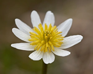 Images Dated 24th July 2008: Marsh Marigold (Elk
