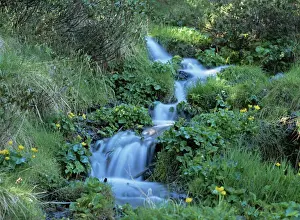 Marsh marigolds (Caltha palustris) by mountain stream, Obac d Incles