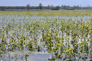 Marshes Prints: Marsh marigolds (kingcups) (Caltha palustris) flowering on flooded Narew sedge marshes