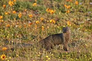 Namaqualand Prints: Marsh Mongoose (Atilax paludinosus) among wildflowers, Namaqua National Park, Namakwa