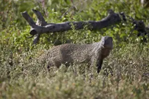 Serengeti Prints: Marsh mongoose (water mongoose) (Atilax paludinosus)