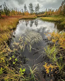 Reflective Prints: Marsh pool and grasses, autumn colour, Finland, Europe