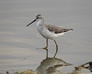 Marsh sandpiper (Tringa stagnatilis), Serengeti National Park, Tanzania