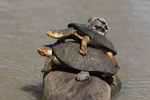 Humor Prints: Marsh terrapin (African helmeted turtle) (Pelomedusa subrufa) stacked up on log