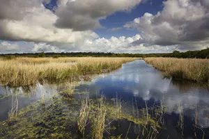 Glastonbury Prints: Marshes and reeds at Westhay Moor Nature Reserve, part of the Avalon Marshes