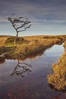 Marshland on the high rugged moors of Dartmoor National Park in evening sunlight