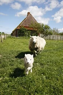 Marsk lambs at a farm in Dalen, Jutland, Denmark, Scandinavia, Europe