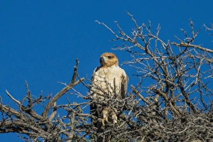 Eagle Prints: Martial eagle (Polemaetus bellicosus), Kalahari Transfrontier Park, South Africa, Africa
