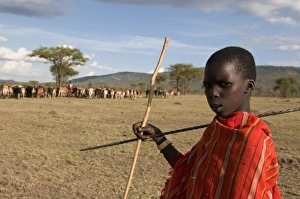 Tribal People Prints: Masai boy with cattle, Masai Mara, Kenya, East Africa, Africa