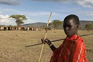 Images Dated 30th September 2008: Masai boy with cattle, Masai Mara, Kenya, East Africa, Africa