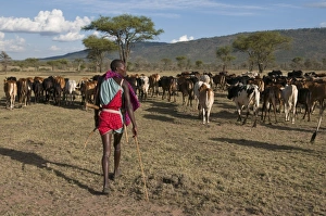 Walking Stick Prints: Masai with cattle, Masai Mara, Kenya, East Africa, Africa