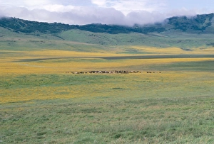 Ngoro Ngoro Prints: Masai cattle after rain, Ngorongoro crater, Ngorongoro Conservation Area