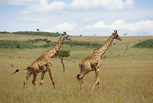 Masai giraffe