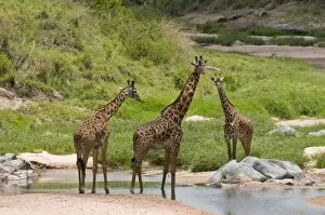 Images Dated 1st October 2008: Masai giraffe (Giraffa camelopardalis), Masai Mara National Reserve, Kenya