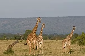 Images Dated 6th October 2008: Masai giraffe (Giraffa camelopardalis), Masai Mara National Reserve, Kenya