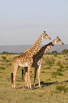 Images Dated 6th October 2008: Masai giraffe (Giraffa camelopardalis), Masai Mara National Reserve, Kenya