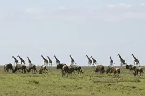 Images Dated 6th October 2008: Masai giraffe (Giraffa camelopardalis), Masai Mara National Reserve, Kenya
