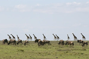 Images Dated 6th October 2008: Masai giraffe (Giraffa camelopardalis), Masai Mara National Reserve, Kenya