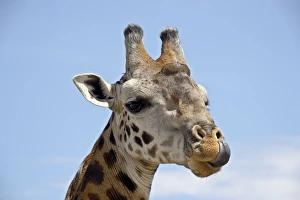 Images Dated 16th October 2006: Masai giraffe (Giraffa camelopardalis tippelskirchi) cleaning its nose