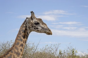 Images Dated 16th October 2006: Masai giraffe (Giraffa camelopardalis tippelskirchi), Masai Mara National Reserve