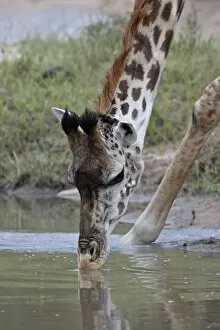Images Dated 12th October 2007: Masai giraffe (Giraffa camelopardalis tippelskirchi) drinking, Masai Mara National Reserve