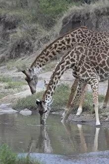 Images Dated 12th October 2007: Two Masai giraffe (Giraffa camelopardalis tippelskirchi) drinking, Masai Mara National Reserve