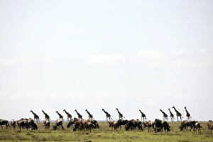 Images Dated 6th October 2008: Masai giraffe (Giraffa camelopardalis tippelskirchi) and wildebeests, Masai Mara National Reserve