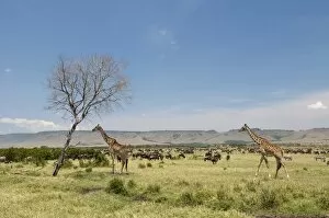 Images Dated 6th October 2009: Masai Giraffe (Giraffa camelopardalis), Masai Mara, Kenya, East Africa, Africa