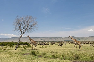 Images Dated 6th October 2009: Masai Giraffe (Giraffa camelopardalis), Masai Mara, Kenya, East Africa, Africa
