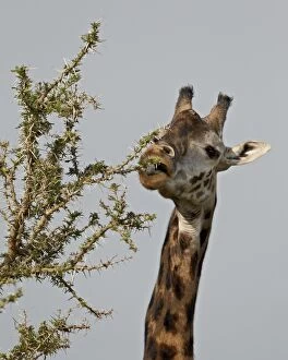 Safari Animals Gallery: Masai giraffe (Giraffa camelopardalis tippelskirchi) feeding, Serengeti National Park