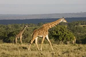 Images Dated 6th October 2008: Masai giraffe (Giraffa camelopardalis tippelskirchi), Masai Mara National Reserve, Kenya