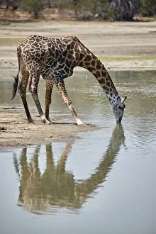 Masai giraffe (Giraffa camelopardalis tippelskirchi) drinking, Selous Game Reserve