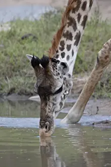 Masai giraffe (Giraffa camelopardalis tippelskirchi) drinking, Masai Mara National Reserve