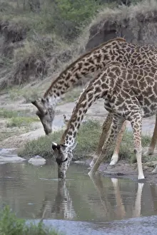 Two Masai giraffe (Giraffa camelopardalis tippelskirchi) drinking, Masai Mara National Reserve