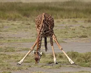 Masai giraffe (Giraffa camelopardalis tippelskirchi) drinking, Serengeti National Park