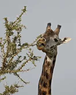 Tanzania Prints: Masai giraffe (Giraffa camelopardalis tippelskirchi) feeding, Serengeti National Park