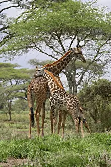 Serengeti Prints: Masai Giraffe (Giraffa camelopardalis tippelskirchi) mother and young
