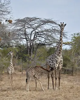 Masai giraffe (Giraffa camelopardalis tippelskirchi) nursing, Selous Game Reserve