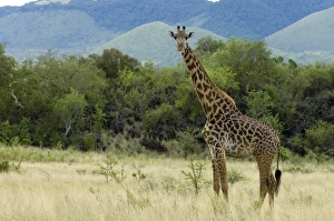 Georgia Prints: Masai giraffe, Tsavo West National Park, Kenya, East Africa, Africa