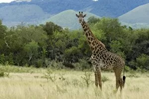 Wilderness Gallery: Masai giraffe, Tsavo West National Park, Kenya, East Africa, Africa