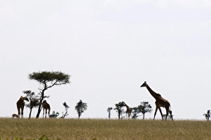Three Animals Prints: Masai graffe (Giraffa camelopardalis)