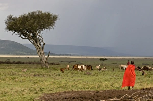 Images Dated 2nd October 2008: Masai man, Masai Mara, Kenya, East Africa, Africa