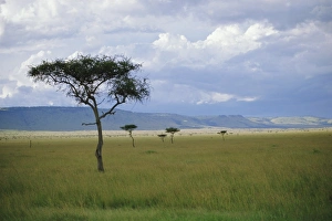 Western Africa Prints: Masai Mara